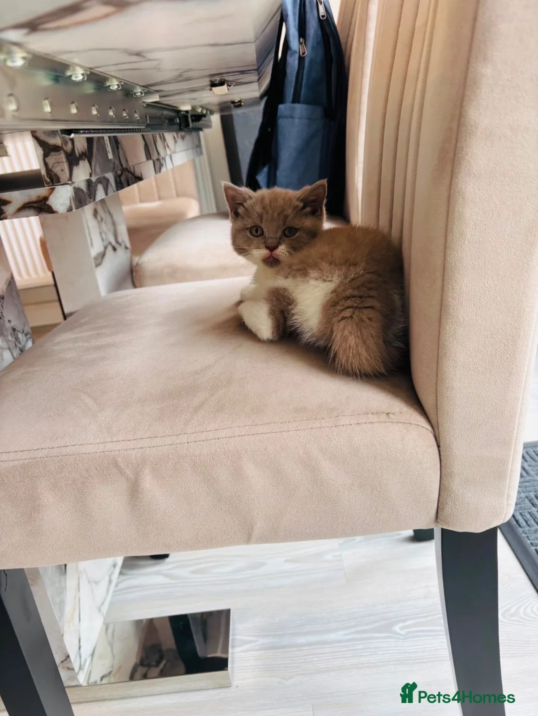 British Shorthair cats for sale: 10 weeks old short haired male Kitten  in Stowmarket - Advert 5