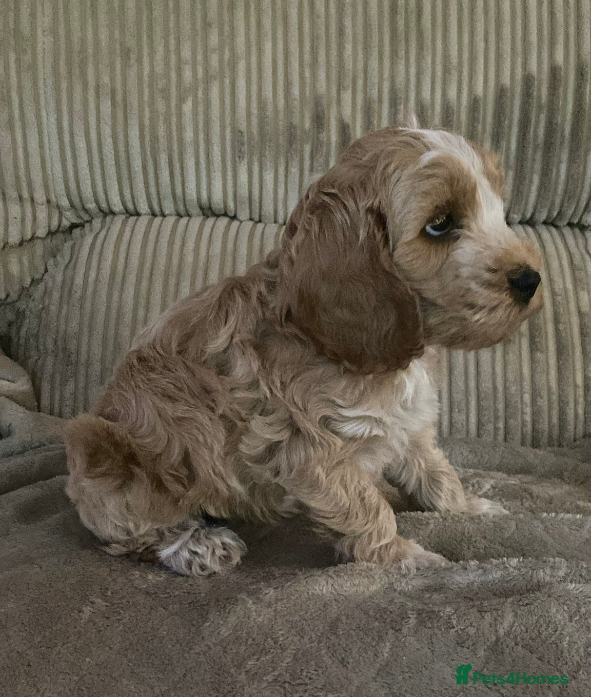 Cockapoo dogs Our beautiful cockerpoo babies  - Advert 17