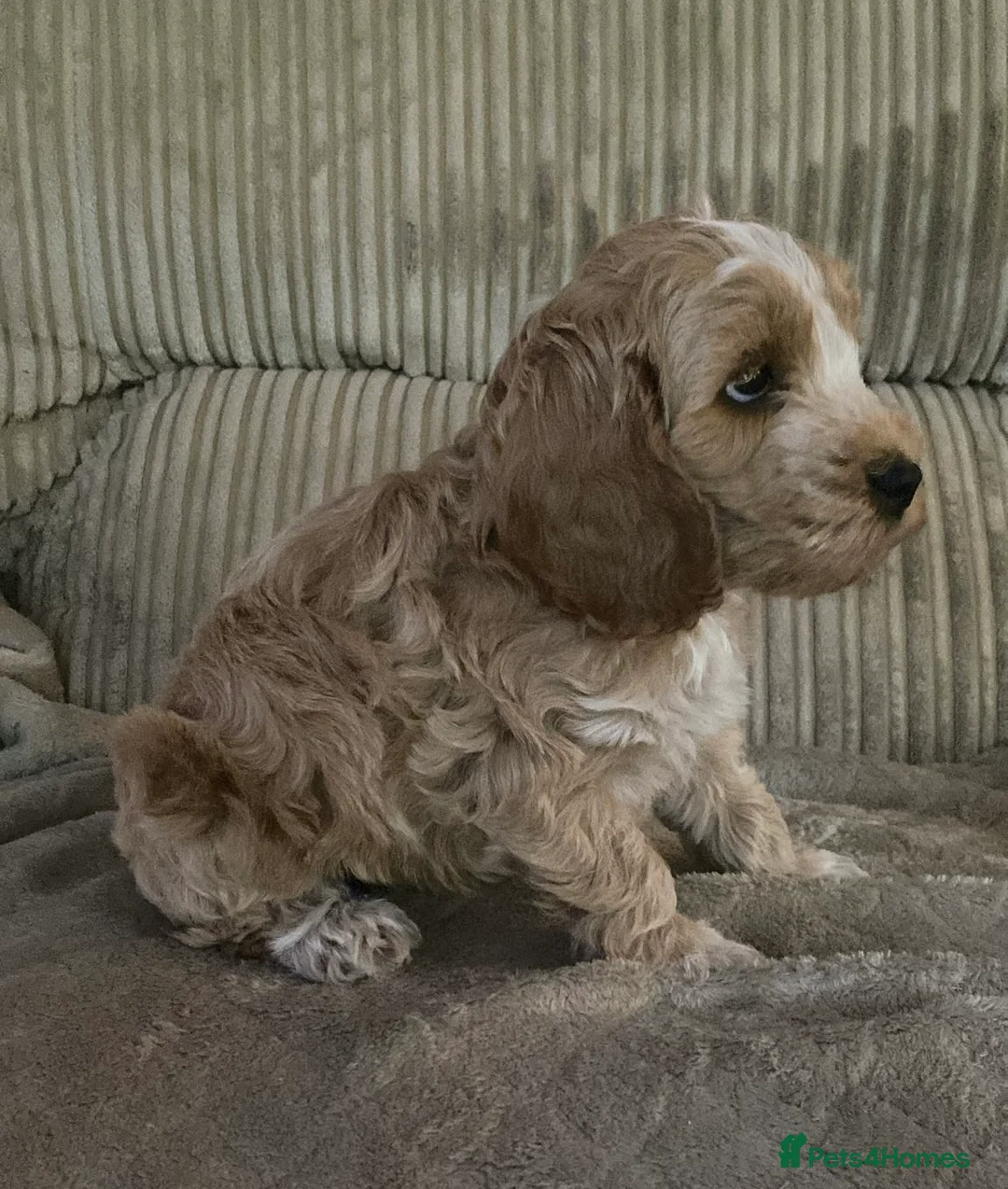 Cockapoo dogs for sale: Our beautiful cockerpoo babies  - Advert 1