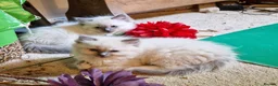 Ragdoll cats for sale: Ragdoll Kittens, Long-haired, Blue Point - Advert 2