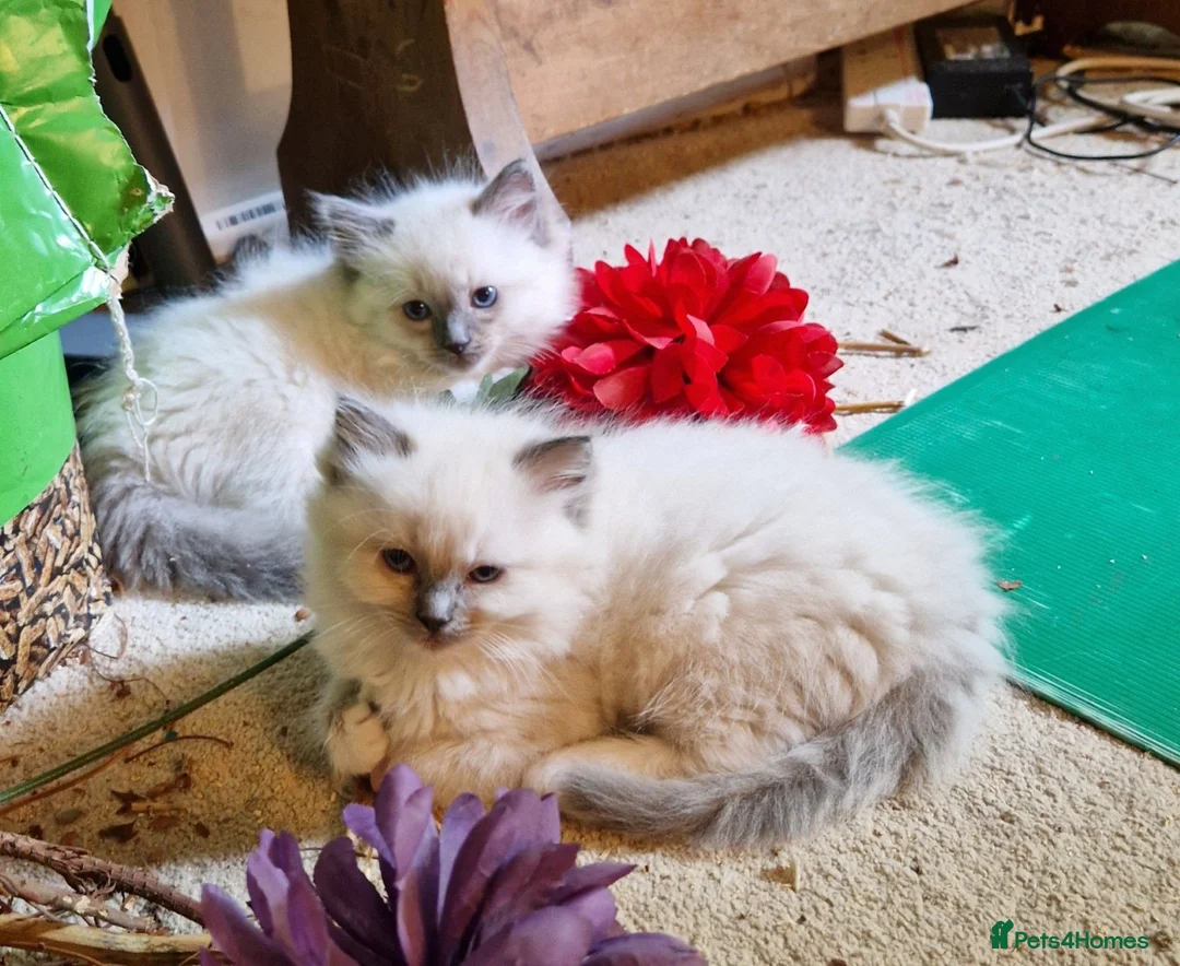 Ragdoll cats for sale: Ragdoll Kittens, Long-haired, Blue Point - Advert 2