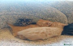 British Longhair cats for sale: Kittens for sale. - Image 10