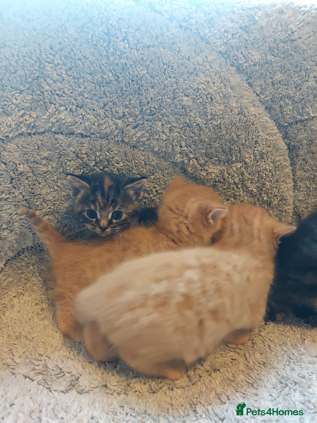 British Longhair cats for sale: Kittens for sale. - Image 10