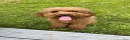 Cockapoo dogs for sale:  F1b miniature phantom merle puppies READY NOW  - Advert 14