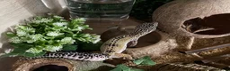 Leopard Gecko reptiles for sale: Female Leopard Gecko and Complete Set Up in Rochester - Advert 2
