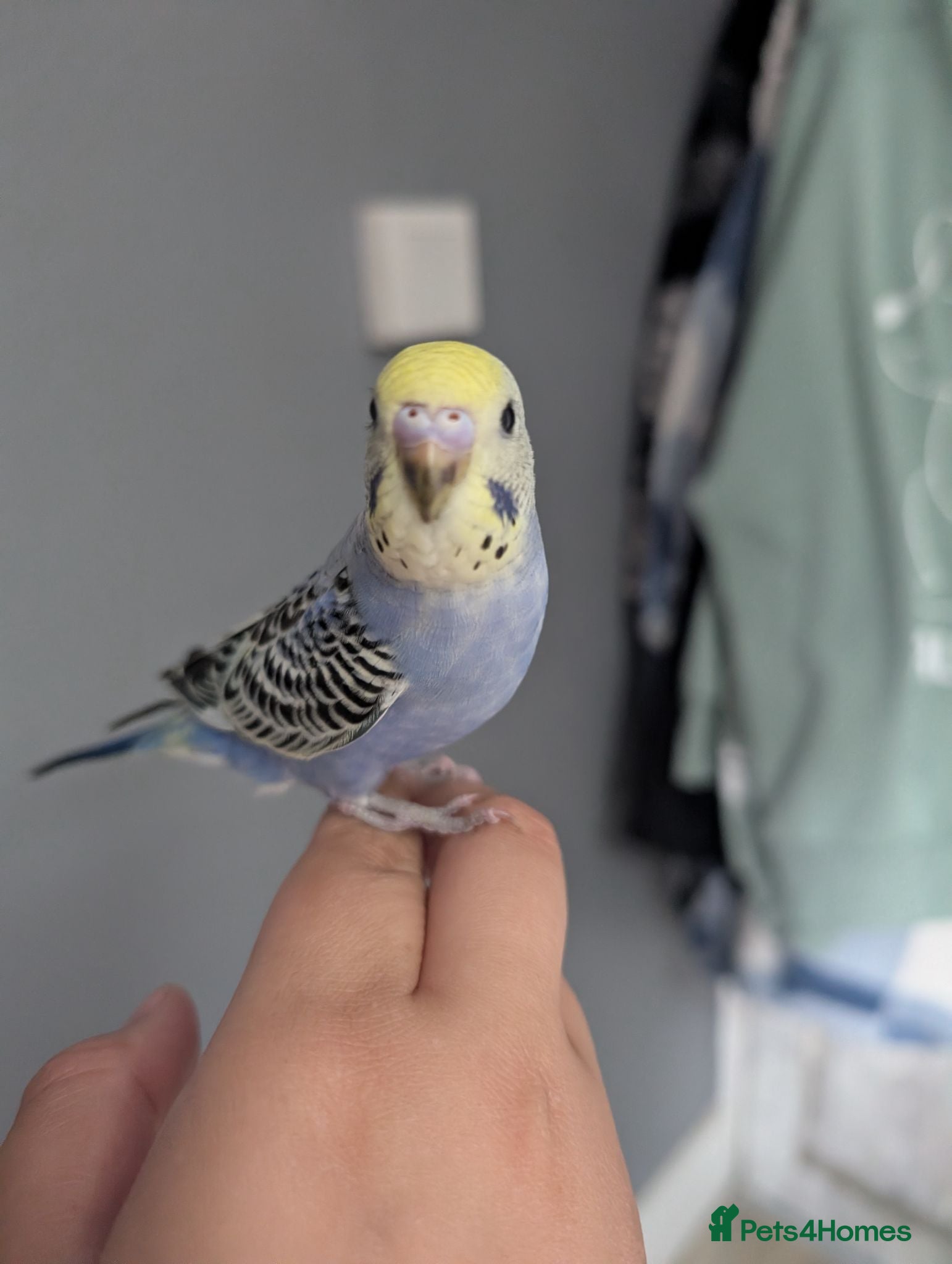Budgerigars birds Baby budgie REDUCED  - Advert 1