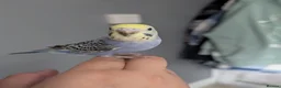 Budgerigars birds for sale: Baby budgie REDUCED  - Advert 1