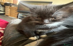 Mixed Breed cats for sale: Bengal tabby x Turkish angora - Image 4