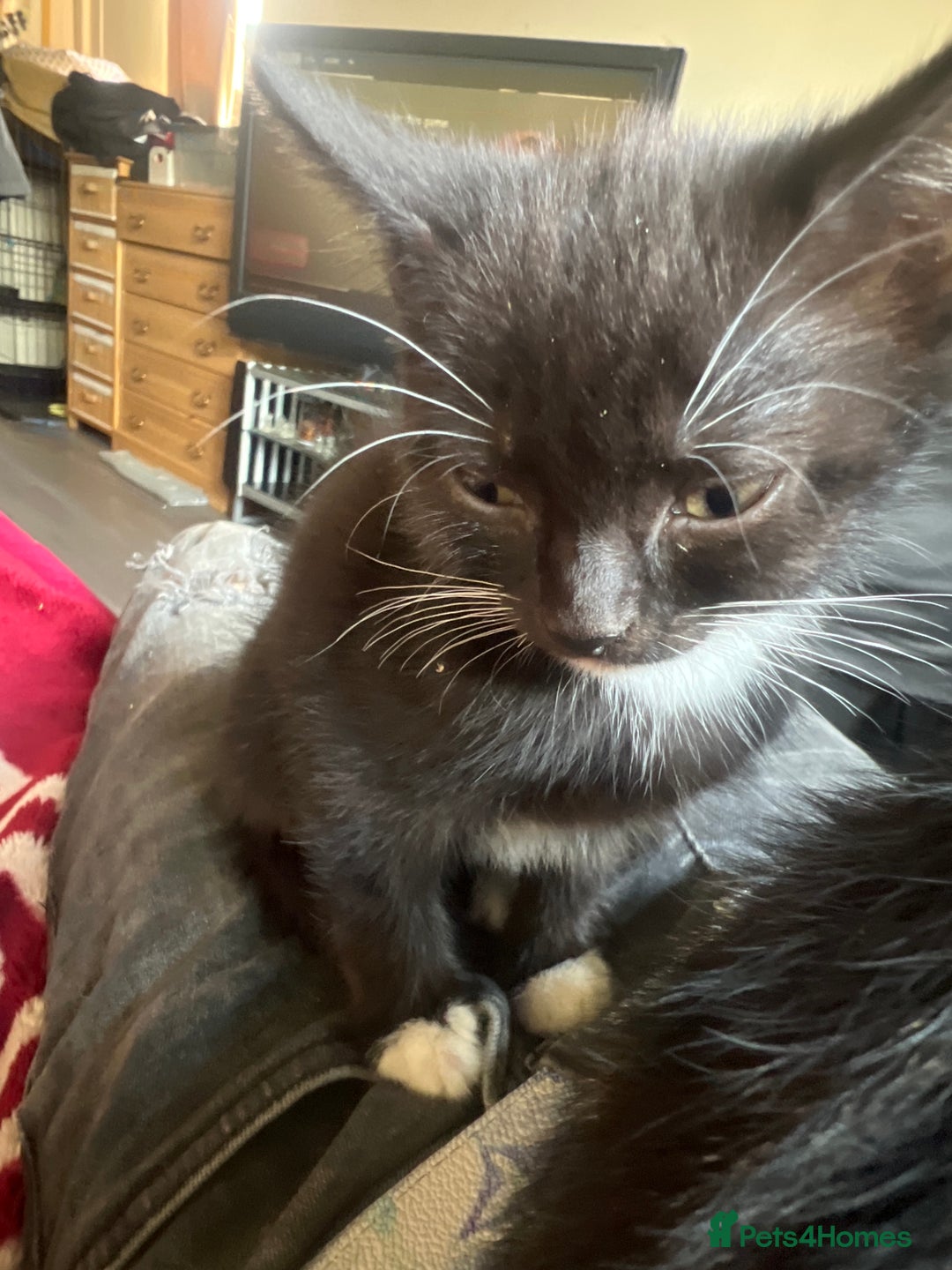 Mixed Breed cats for sale: Bengal tabby x Turkish angora - Image 4