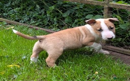 English Bull Terrier dogs for sale: KC REG ENGLISH BULL TERRIER PUPS - Image 10