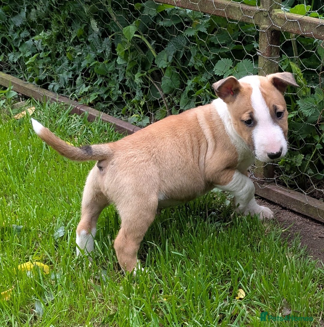 English Bull Terrier dogs for sale: KC REG ENGLISH BULL TERRIER PUPS - Image 10
