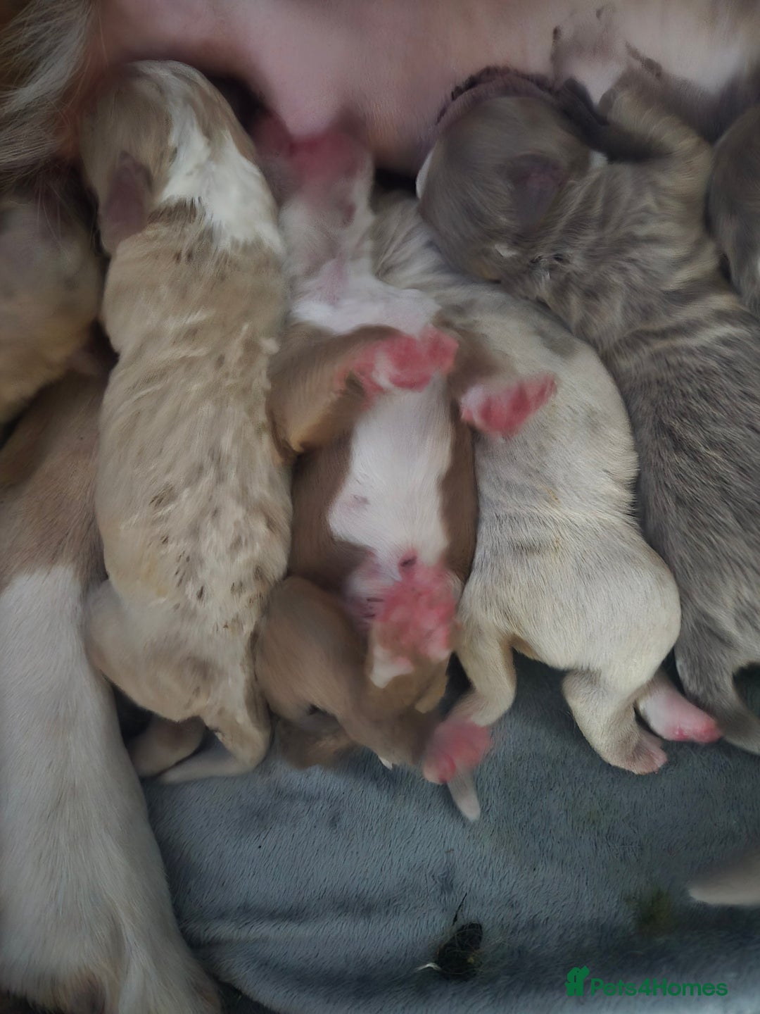 Olde English Bulldogge dogs for sale: Mammut : Fluffy Olde English Bulldog puppies. - Advert 15