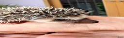 Pygmy Hedgehog rodents for sale: Stunning little baby African pigmy hedgehogs  - Advert 5
