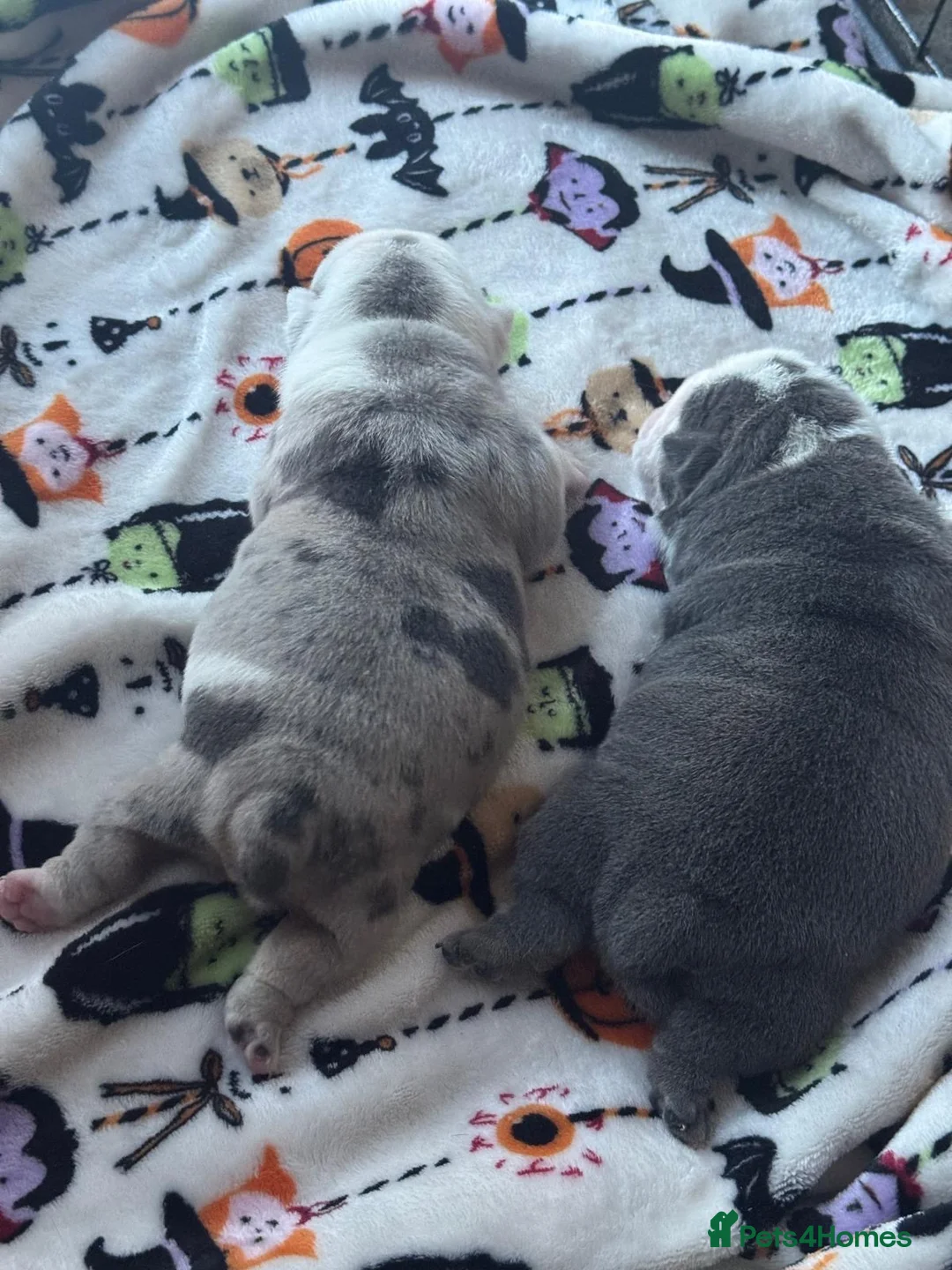 English Bulldog dogs for sale: English bulldog puppies - Advert 2