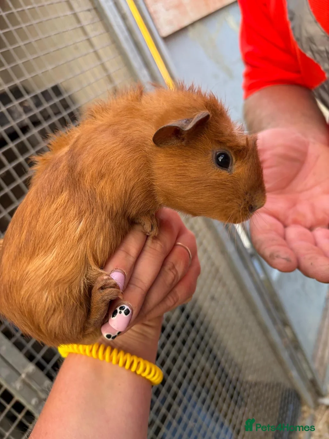 Guinea Pig rodents for sale: Pair male guinea pigs  - Advert 2