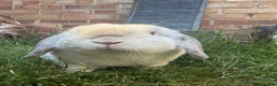 Mini Lop rabbits for sale: Minilop Male  - Advert 3