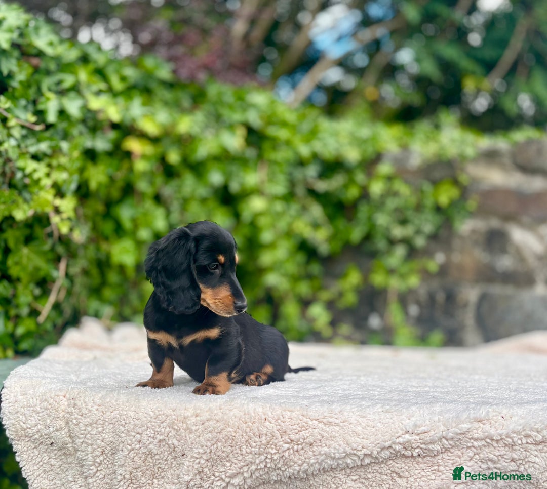 Miniature Dachshund dogs for sale: Long Haired Miniature Dachshunds - READY NOW!! - Image 8