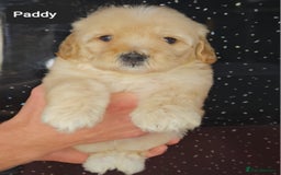 Maltipoo dogs for sale: Quality Champion Apricot Teddy toy Maltipoo's 🧸 - Image 23