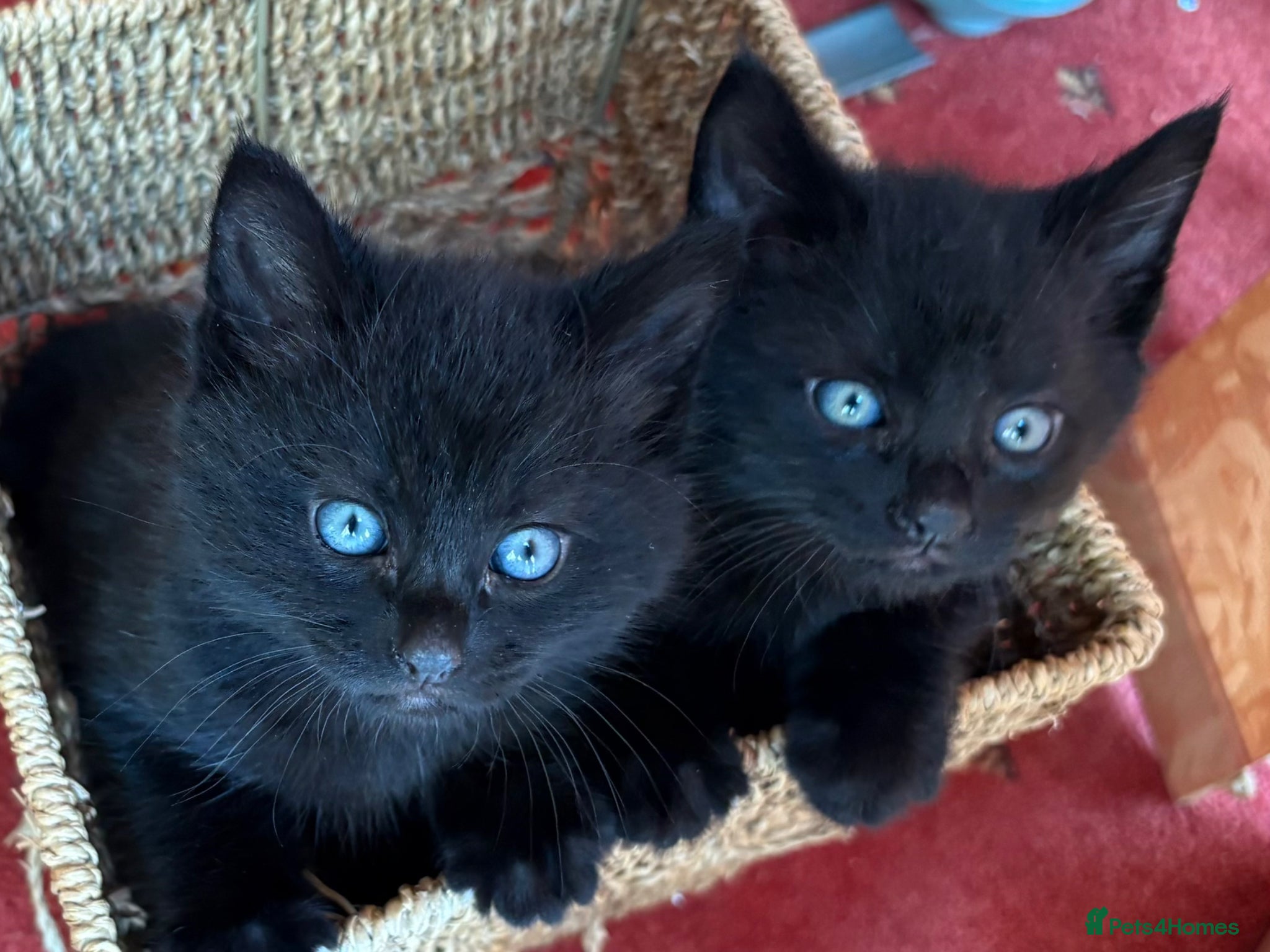 Mixed Breed cats Our boys are in need of their forever homes.  - Advert 6