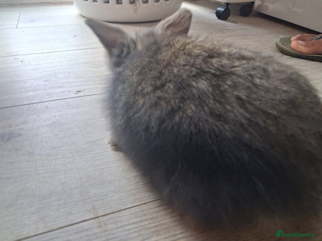 Lionhead rabbits for sale: Lionhead  - Advert 4