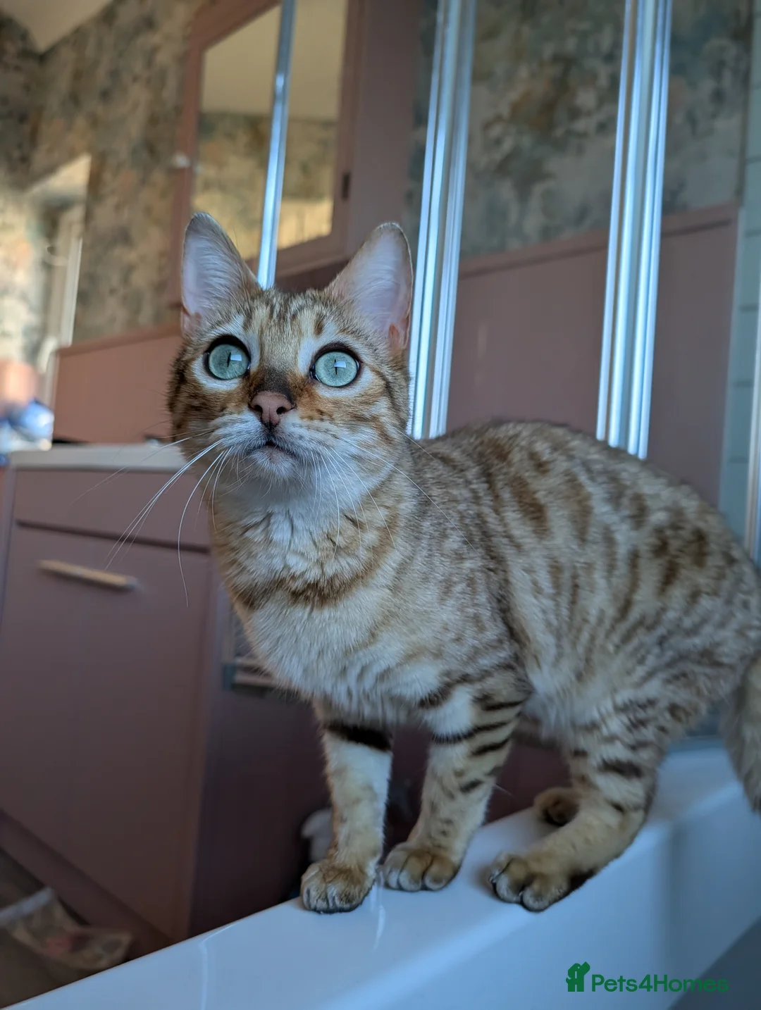 Bengal cats for sale: Bengal Female - Advert 1