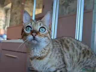 Bengal cats Bengal Female - Advert 1