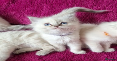 Ragdoll cats - Advert 14