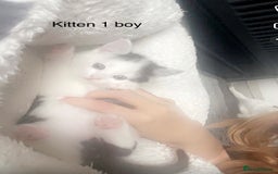 Mixed Breed cats for sale: Kittens for sale !!! - Image 15