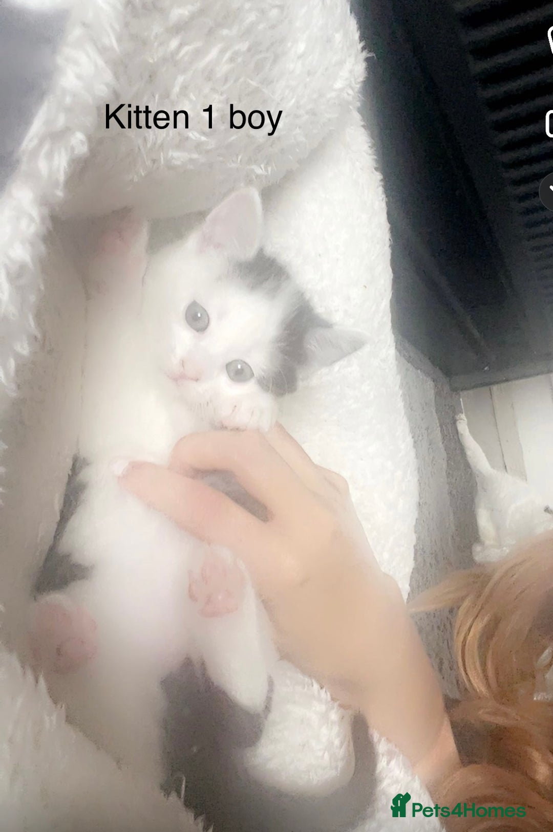 Mixed Breed cats for sale: Kittens for sale !!! - Image 15