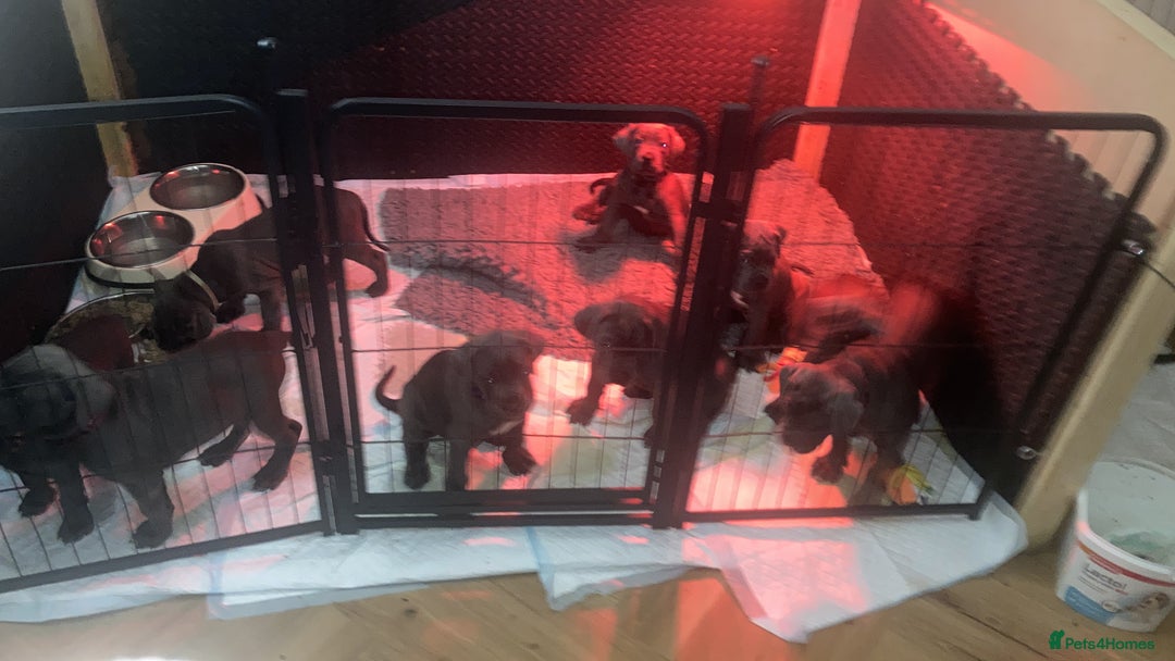 Cane Corso dogs for sale: cane corso puppies  - Image 20