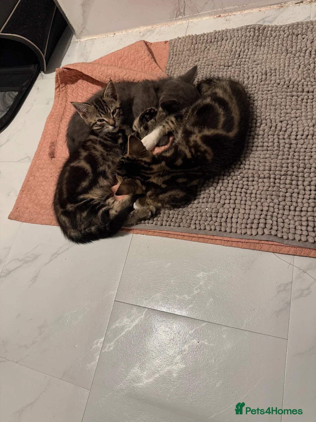 British Shorthair cats for sale: 3 cute and friendly kittens. 1 grey, 2 tabby - Advert 6