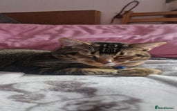 British Shorthair cats for sale: Tabby/british shorthair mother and son rehome  - Image 1