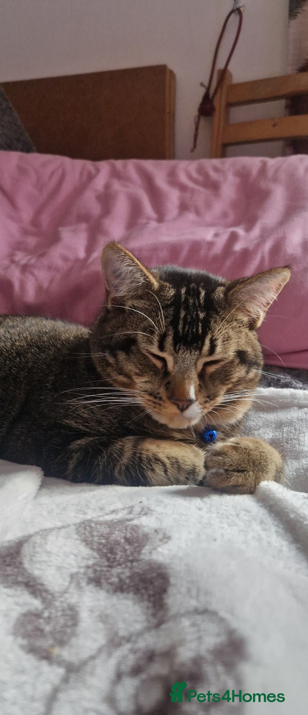 British Shorthair cats for sale: Tabby/british shorthair mother and son rehome  - Image 1