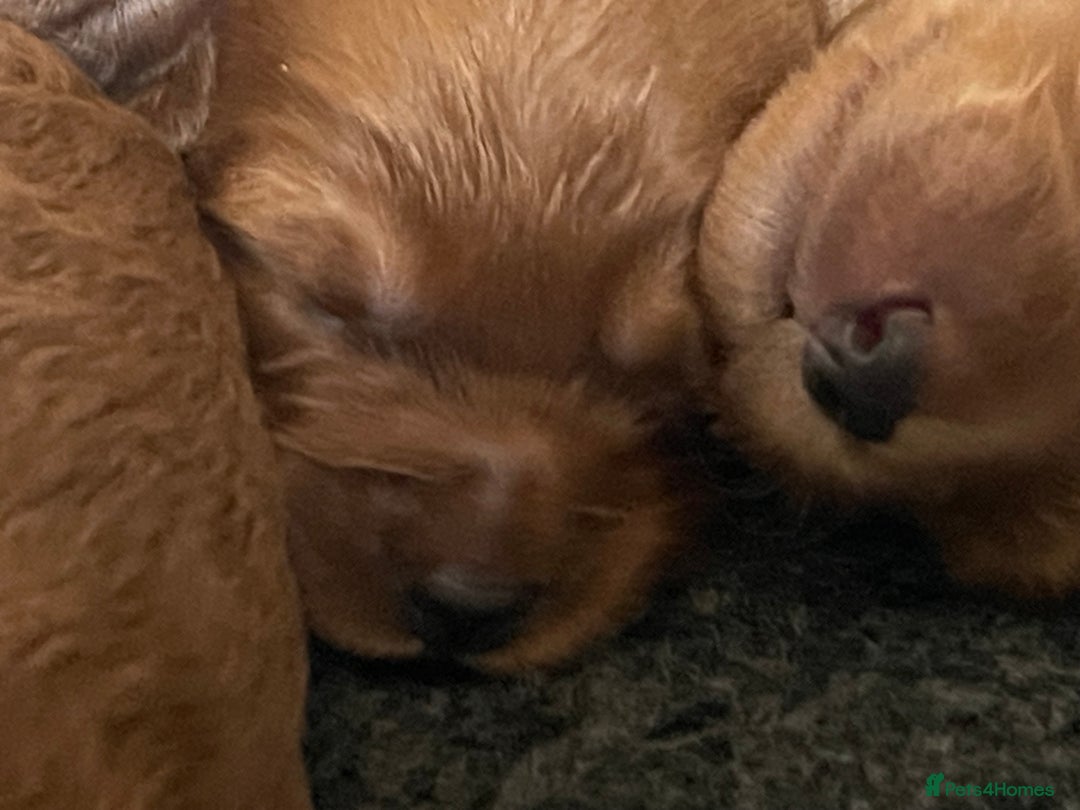 Australian Labradoodle dogs for sale: 100% Pure bred Australian Labradoodle - Advert 18