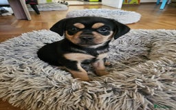 Mixed Breed dogs for sale: ZIVKA THE LITTLE POCKET ROCKET!🐾❤️  - Image 1