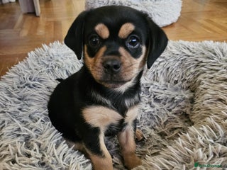 Mixed Breed dogs - Advert 12