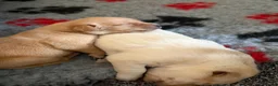 Labrador Retriever dogs for sale: VET HEALTH TESTED LABRADOR PUPPIES - Advert 6