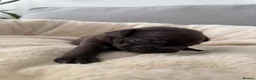 French Bulldog dogs for sale: Outstanding French Bulldog puppies  - Advert 13