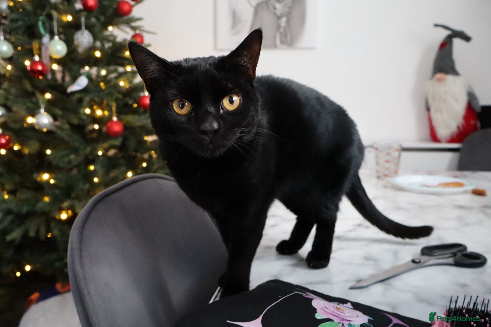 Domestic Shorthair cats sadly rehoming our lovely boy - Advert 3