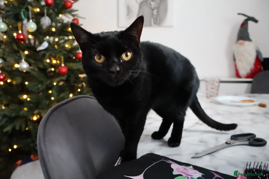 Domestic Shorthair cats for sale: sadly rehoming our lovely boy in Basildon - Advert 1