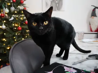 Domestic Shorthair cats sadly rehoming our lovely boy - Advert 16