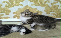 Mixed Breed cats for sale: Mixed bread kittens - Image 6