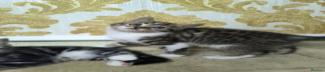 Mixed Breed Kitten 1