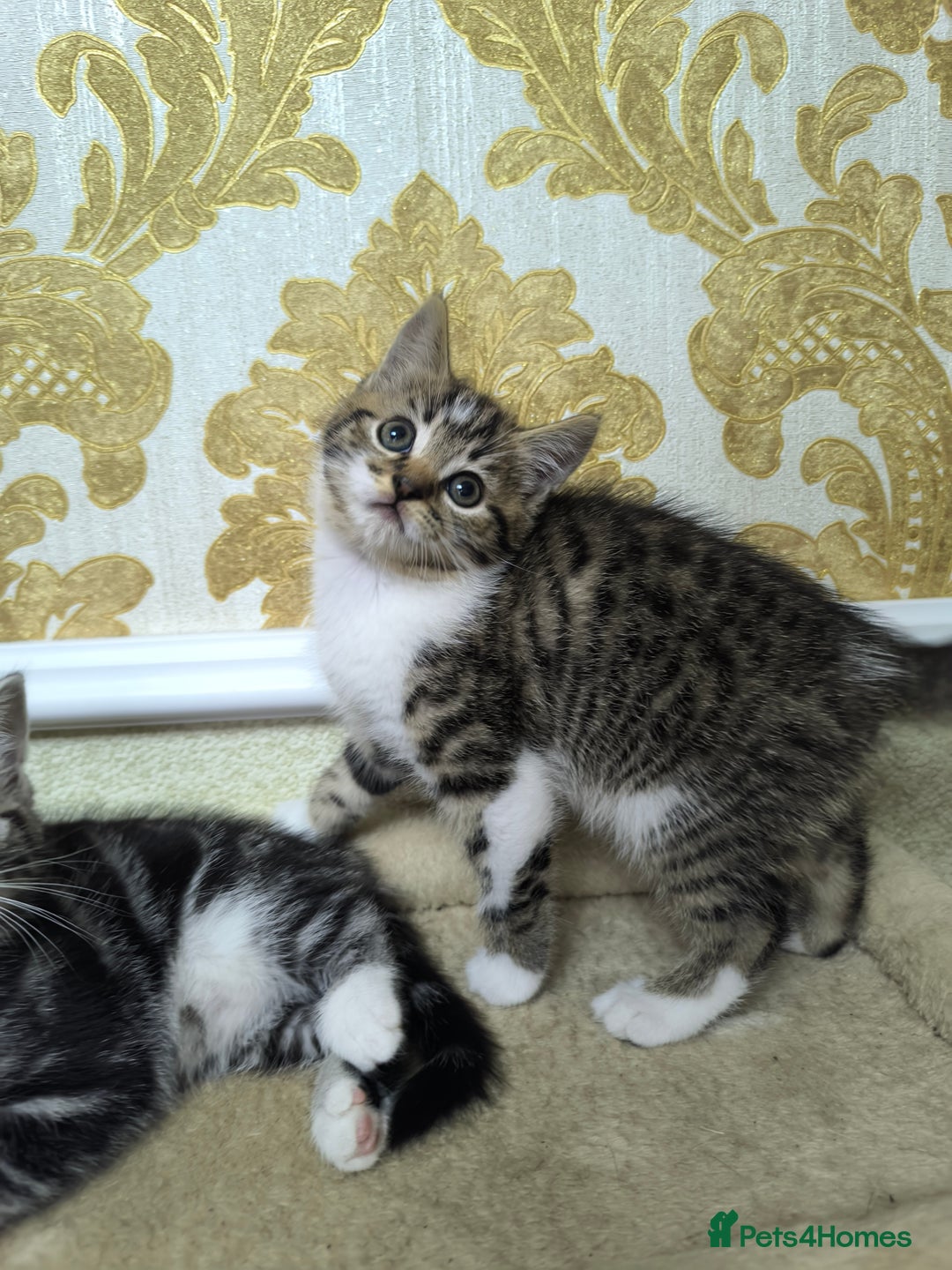 Mixed Breed cats for sale: Mixed bread kittens - Image 6
