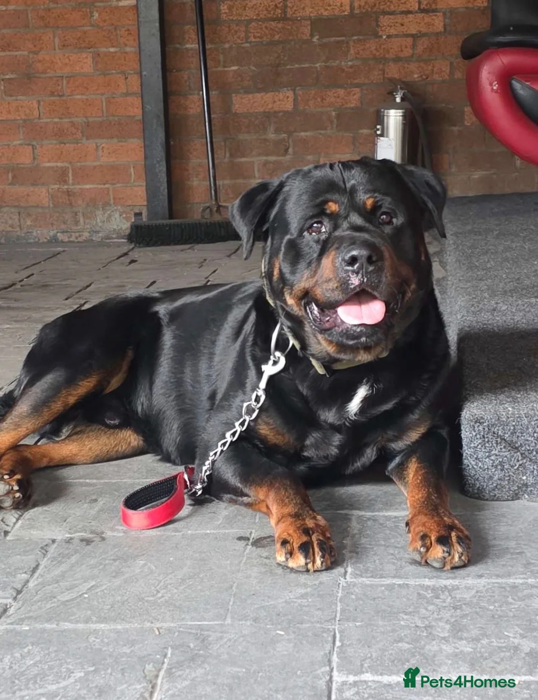 Rottweiler dogs for sale: Rottweiler Dog Highly Trained and calm k9 in Manchester - Advert 2