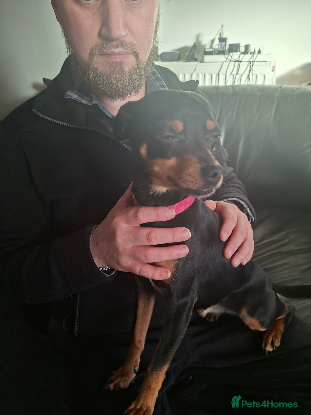 Miniature Pinscher dogs for sale: Lilo, looking for a new home. - Advert 8