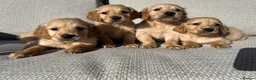Golden Retriever dogs for sale: 🐾 Gorgeous Golden Retriever Puppies 🐾 in Swadlincote - Advert 2