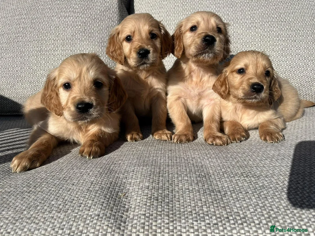 Golden Retriever dogs for sale: 🐾 Gorgeous Golden Retriever Puppies 🐾 in Swadlincote - Advert 2