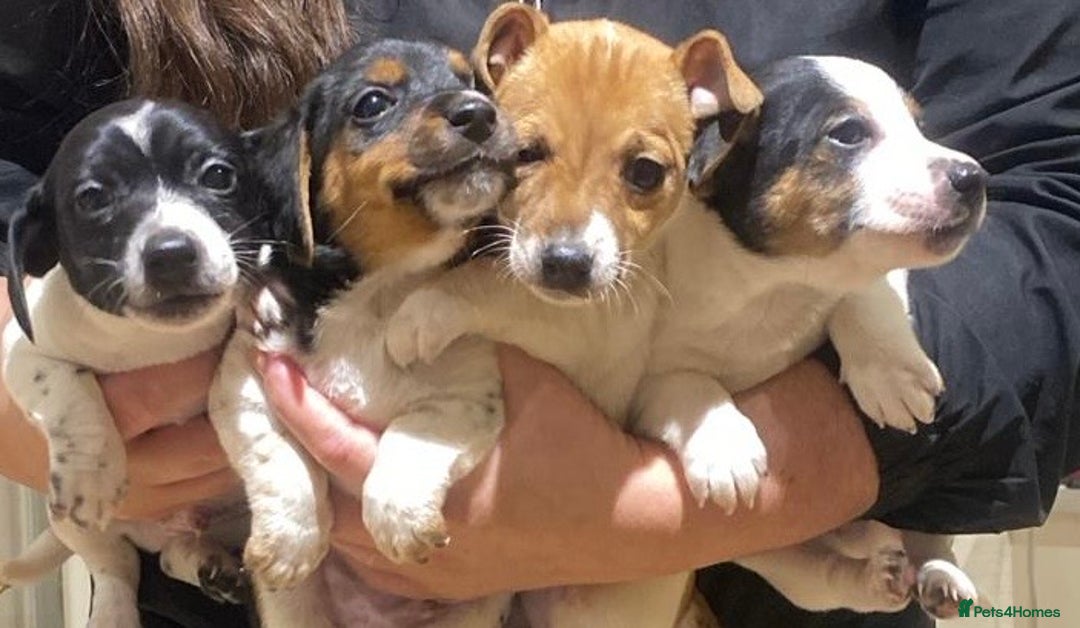 Jack Russell dogs for sale: Jack Russell - Advert 22