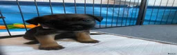 Border Terrier dogs for sale: **Border Terrier Puppies** in Glasgow - Advert 12